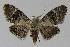  ( - BC EF Lep 00218)  @13 [ ] Copyright (2010) Unspecified Research Collection of Egbert Friedrich