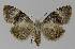  ( - BC EF Lep 00219)  @14 [ ] Copyright (2010) Unspecified Research Collection of Egbert Friedrich