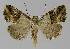  ( - BC EF Lep 00229)  @14 [ ] Copyright (2010) Unspecified Research Collection of Egbert Friedrich