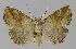  ( - BC EF Lep 00231)  @13 [ ] Copyright (2010) Unspecified Research Collection of Egbert Friedrich