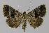  ( - BC EF Lep 00234)  @14 [ ] Copyright (2010) Unspecified Research Collection of Egbert Friedrich