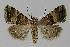  ( - BC EF Lep 00238)  @13 [ ] Copyright (2010) Unspecified Research Collection of Egbert Friedrich