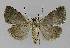 ( - BC EF Lep 00238)  @13 [ ] Copyright (2010) Unspecified Research Collection of Egbert Friedrich