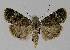  ( - BC EF Lep 00250)  @13 [ ] Copyright (2010) Unspecified Research Collection of Egbert Friedrich