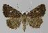  ( - BC EF Lep 00252)  @14 [ ] Copyright (2010) Unspecified Research Collection of Egbert Friedrich