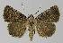  ( - BC EF Lep 00255)  @14 [ ] Copyright (2010) Unspecified Research Collection of Egbert Friedrich