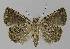  ( - BC EF Lep 00255)  @14 [ ] Copyright (2010) Unspecified Research Collection of Egbert Friedrich