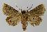  ( - BC EF Lep 00284)  @11 [ ] Copyright (2010) Unspecified Research Collection of Egbert Friedrich