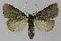  ( - BC EF Lep 00315)  @13 [ ] Copyright (2010) Unspecified Research Collection of Egbert Friedrich