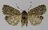  ( - BC EF Lep 00318)  @14 [ ] Copyright (2010) Unspecified Research Collection of Egbert Friedrich