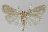  ( - BC EF Lep 00334)  @13 [ ] Copyright (2010) Unspecified Research Collection of Egbert Friedrich