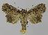  ( - BC EF Lep 00337)  @14 [ ] Copyright (2010) Unspecified Research Collection of Egbert Friedrich
