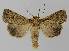  (Mythimna sp. ANIC 1 - BC EF Lep 00339)  @14 [ ] Copyright (2010) Unspecified Research Collection of Egbert Friedrich