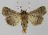 ( - BC EF Lep 00339)  @13 [ ] Copyright (2010) Unspecified Research Collection of Egbert Friedrich