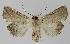  ( - BC EF Lep 00343)  @14 [ ] Copyright (2010) Unspecified Research Collection of Egbert Friedrich