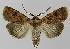  ( - BC EF Lep 00352)  @14 [ ] Copyright (2010) Unspecified Research Collection of Egbert Friedrich