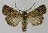 ( - BC EF Lep 00353)  @14 [ ] Copyright (2010) Unspecified Research Collection of Egbert Friedrich