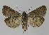 ( - BC EF Lep 01083)  @13 [ ] Copyright (2010) Unspecified Research Collection of Egbert Friedrich