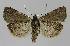  ( - BC EF Lep 01084)  @13 [ ] Copyright (2010) Unspecified Research Collection of Egbert Friedrich