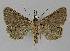  ( - BC EF Lep 01088)  @11 [ ] Copyright (2010) Unspecified Research Collection of Egbert Friedrich