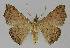  ( - BC EF Lep 01101)  @13 [ ] Copyright (2010) Unspecified Research Collection of Egbert Friedrich