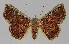  (Corgatha figuralis PS2 - BC EF Lep 01102)  @14 [ ] Copyright (2010) Unspecified Research Collection of Egbert Friedrich