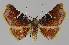  ( - BC EF Lep 01103)  @14 [ ] Copyright (2010) Unspecified Research Collection of Egbert Friedrich