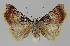  ( - BC EF Lep 01103)  @13 [ ] Copyright (2010) Unspecified Research Collection of Egbert Friedrich