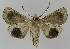  ( - BC EF Lep 01105)  @13 [ ] Copyright (2010) Unspecified Research Collection of Egbert Friedrich