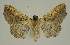  ( - BC EF Lep 02962)  @13 [ ] Copyright (2010) Unspecified Research Collection of Egbert Friedrich