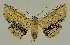  ( - BC EF Lep 02967)  @14 [ ] Copyright (2010) Unspecified Research Collection of Egbert Friedrich