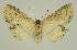  ( - BC EF Lep 02968)  @13 [ ] Copyright (2010) Unspecified Research Collection of Egbert Friedrich