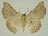  ( - BC EF Lep 02969)  @11 [ ] Copyright (2010) Unspecified Research Collection of Egbert Friedrich