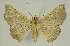  ( - BC EF Lep 02970)  @13 [ ] Copyright (2010) Unspecified Research Collection of Egbert Friedrich