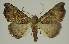  ( - BC EF Lep 02975)  @13 [ ] Copyright (2010) Unspecified Research Collection of Egbert Friedrich