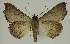  ( - BC EF Lep 02975)  @13 [ ] Copyright (2010) Unspecified Research Collection of Egbert Friedrich
