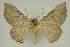  ( - BC EF Lep 02977)  @12 [ ] Copyright (2010) Unspecified Research Collection of Egbert Friedrich