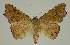  ( - BC EF Lep 02978)  @13 [ ] Copyright (2010) Unspecified Research Collection of Egbert Friedrich