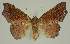  ( - BC EF Lep 02980)  @13 [ ] Copyright (2010) Unspecified Research Collection of Egbert Friedrich