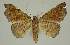  ( - BC EF Lep 02981)  @11 [ ] Copyright (2010) Unspecified Research Collection of Egbert Friedrich