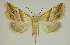  ( - BC EF Lep 02994)  @14 [ ] Copyright (2010) Unspecified Research Collection of Egbert Friedrich