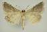  ( - BC EF Lep 02994)  @13 [ ] Copyright (2010) Unspecified Research Collection of Egbert Friedrich