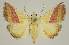  (Eublemma dimidialis - BC EF Lep 02996)  @14 [ ] Copyright (2010) Unspecified Research Collection of Egbert Friedrich