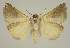  ( - BC EF Lep 02996)  @12 [ ] Copyright (2010) Unspecified Research Collection of Egbert Friedrich