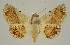 (Eublemma pectorora - BC EF Lep 02999)  @11 [ ] Copyright (2010) Unspecified Research Collection of Egbert Friedrich