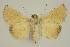  ( - BC EF Lep 02999)  @11 [ ] Copyright (2010) Unspecified Research Collection of Egbert Friedrich