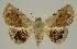 (Autoba pectorora - BC EF Lep 03000)  @14 [ ] Copyright (2010) Unspecified Research Collection of Egbert Friedrich