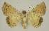  ( - BC EF Lep 03000)  @13 [ ] Copyright (2010) Unspecified Research Collection of Egbert Friedrich