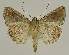  ( - BC EF Lep 03007)  @14 [ ] Copyright (2010) Unspecified Research Collection of Egbert Friedrich