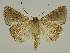  ( - BC EF Lep 03008)  @14 [ ] Copyright (2010) Unspecified Research Collection of Egbert Friedrich